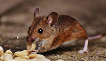 24 Hour & Emergency Exterminators in Wms College, AR